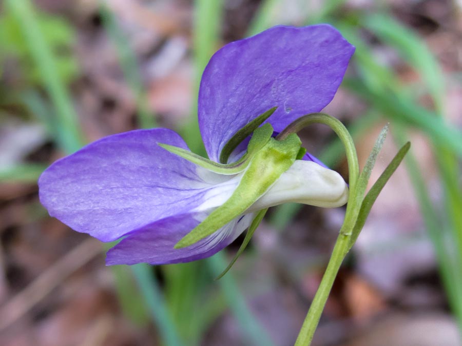 Viola canina / Viola selvatica